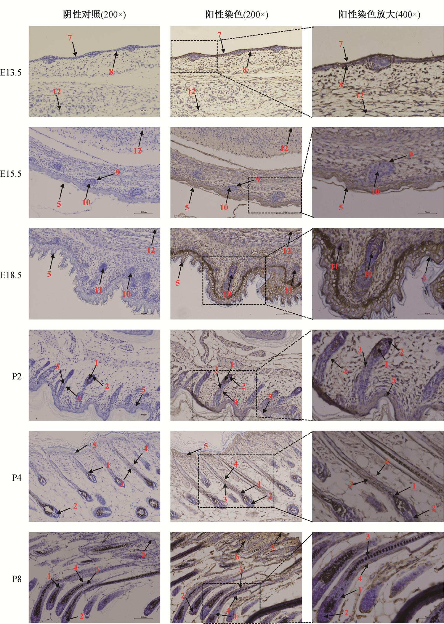 width=382.7,height=537.95