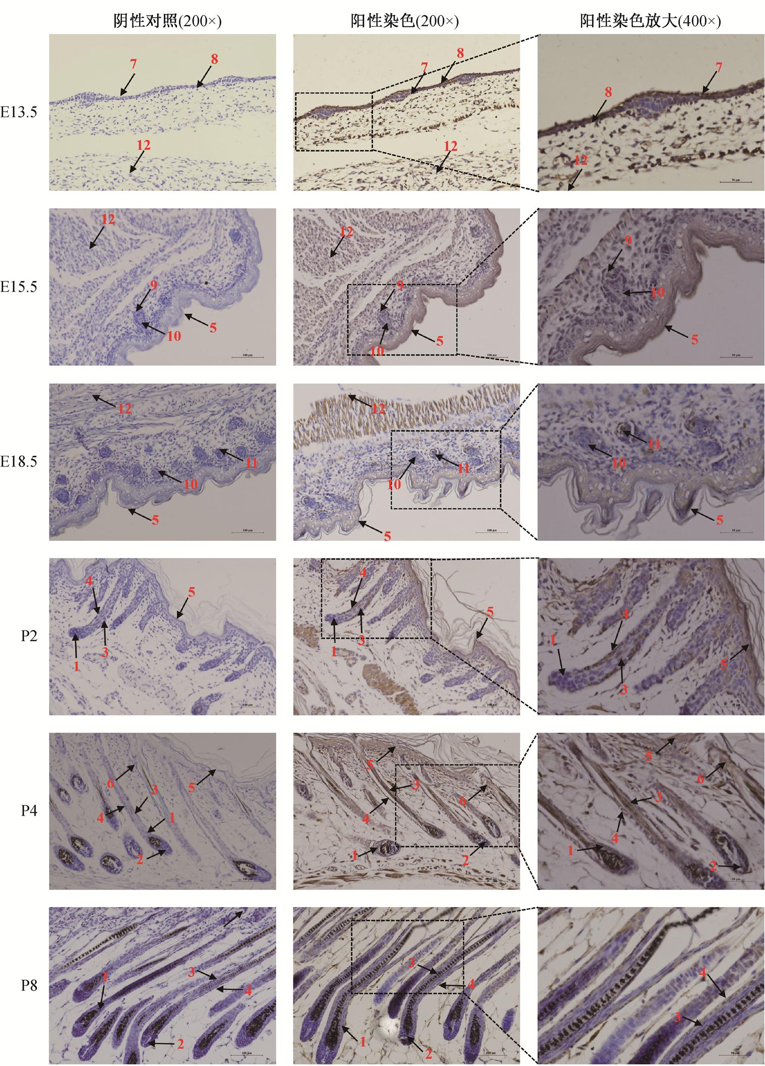 width=382.7,height=532.9